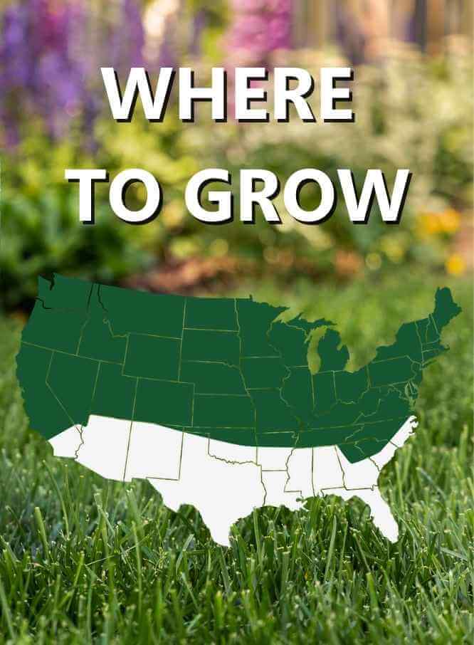 Jonathan Green Black Beauty® Dense Shade Grass Seed